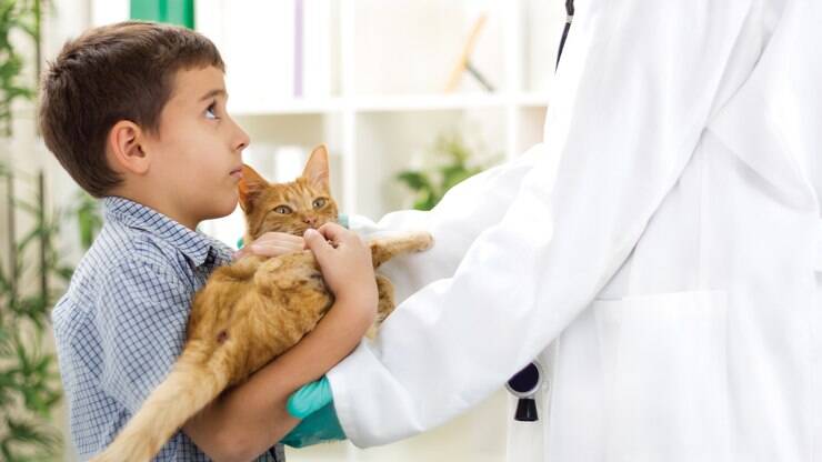 Planta de Natal é venenosa para pets; saiba o que fazer em caso de intoxicação Planta de Natal é venenosa para pets; saiba o que fazer em caso de intoxicação