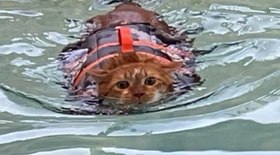 Gato obeso abandonado faz aulas de natação para perda de peso