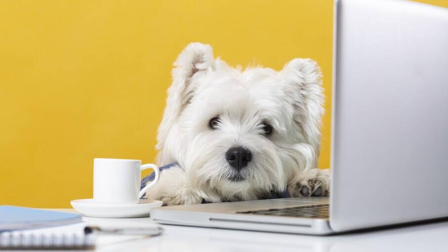 Pets inseridos no ambiente corporativo e os benefícios aos profissionais e às empresas