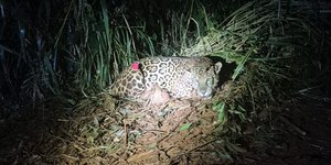 Onça-pintada avistada em empresa é capturada após 48 dias no PR