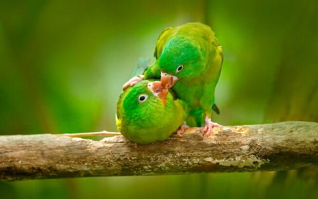 Os papagaios são monogâmicos e podem passar a vida inteira com o mesmo parceiro.