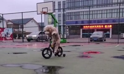 Cachorro da raça poodle viraliza ao andar de bicicleta e skate; vídeo