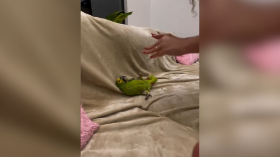 Papagaio vira de barriga para cima para ganhar carinho da tutora