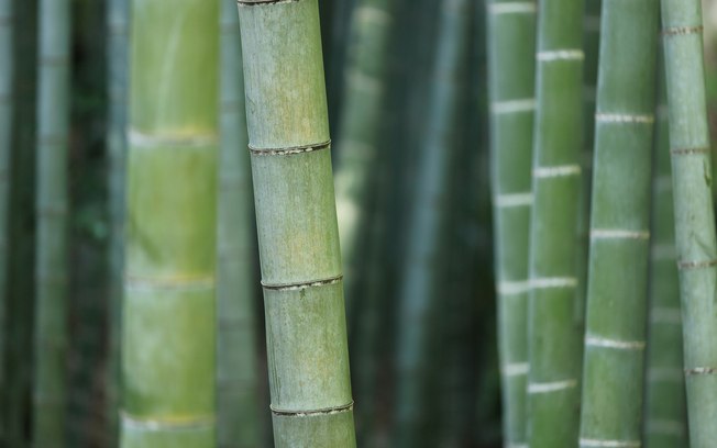 Bambu reúne propriedades que ampliam seu uso no lar