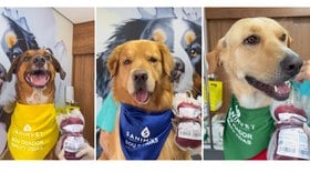 Hospital veterinário realiza campanha de doação de sangue para cães