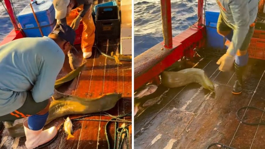 Moreia gigante é devolvida ao mar após flagra de pescadores Moreia gigante é devolvida ao mar após flagra de pescadores