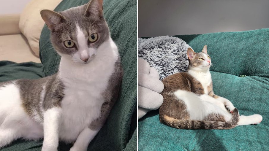 86% dos gatos são SRD; veja os principais mitos 86% dos gatos são SRD; veja os principais mitos