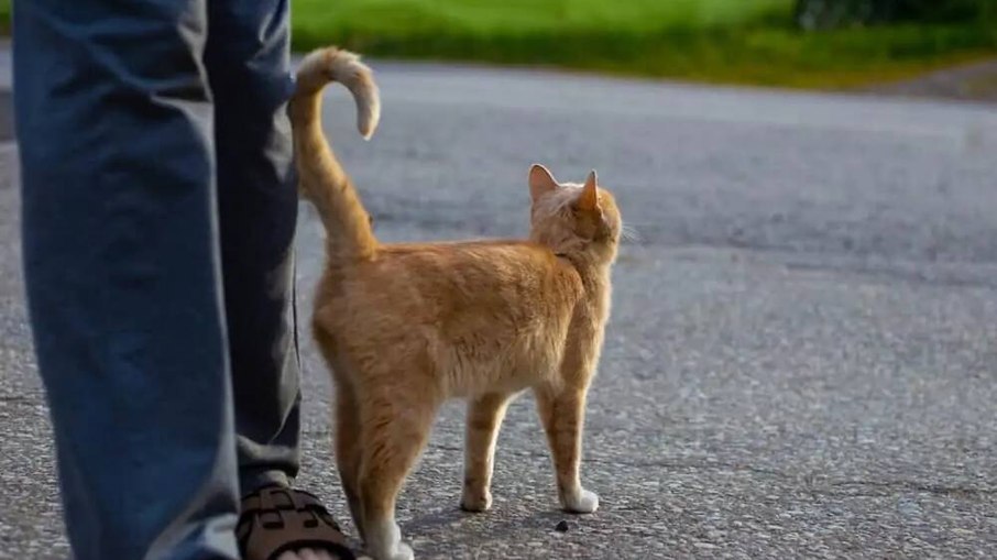 Gato levantando a cauda ao se aproximar