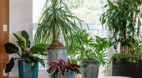 6 plantas de interior e exterior para plantar na primavera