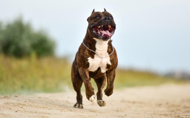 8 raças de cachorro que só parecem bravas