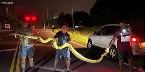 Serpente de quase 4 metros aterroriza cidade e é capturada