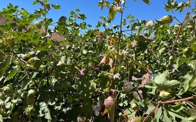 Bayer leva tecnologia e logística a agricultores familiares para fortalecer a produção de algodão no Norte de Minas