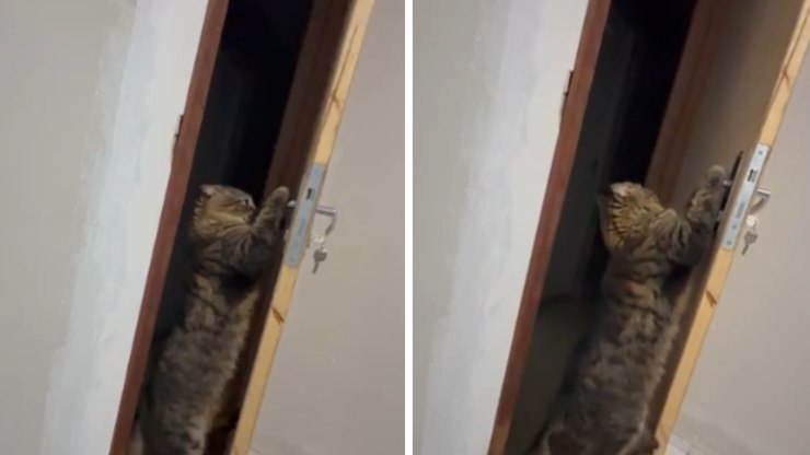 Gato se pendura em maçaneta e abre porta sozinho
