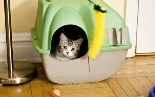 Para quem tem gatos em casa, a caixa de areia é um item indispensável