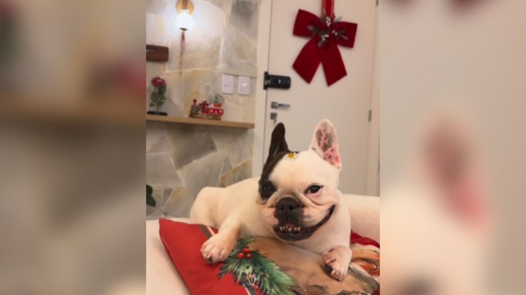 Buldogue atende pedido da tutora e "sorri" para foto