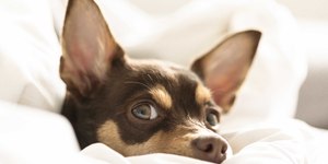 Cão dorme no seu travesseiro? Ciência explica