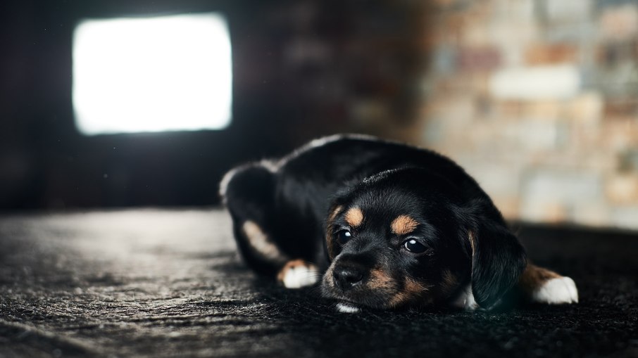 A TV ligada enquanto o cão está sozinho pode agravar sintomas de ansiedade
