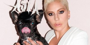 Pet famosos: conheça Asia, a buldogue francesa da Lady Gaga