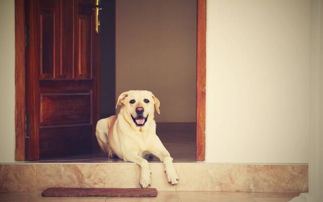 Com paciência, o cão pode aprender a abrir e fechar a porta sozinho