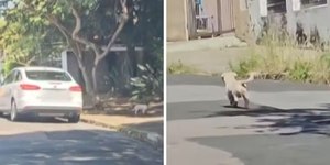 Advogada é presa após ser flagrada abandonando cão em Campinas