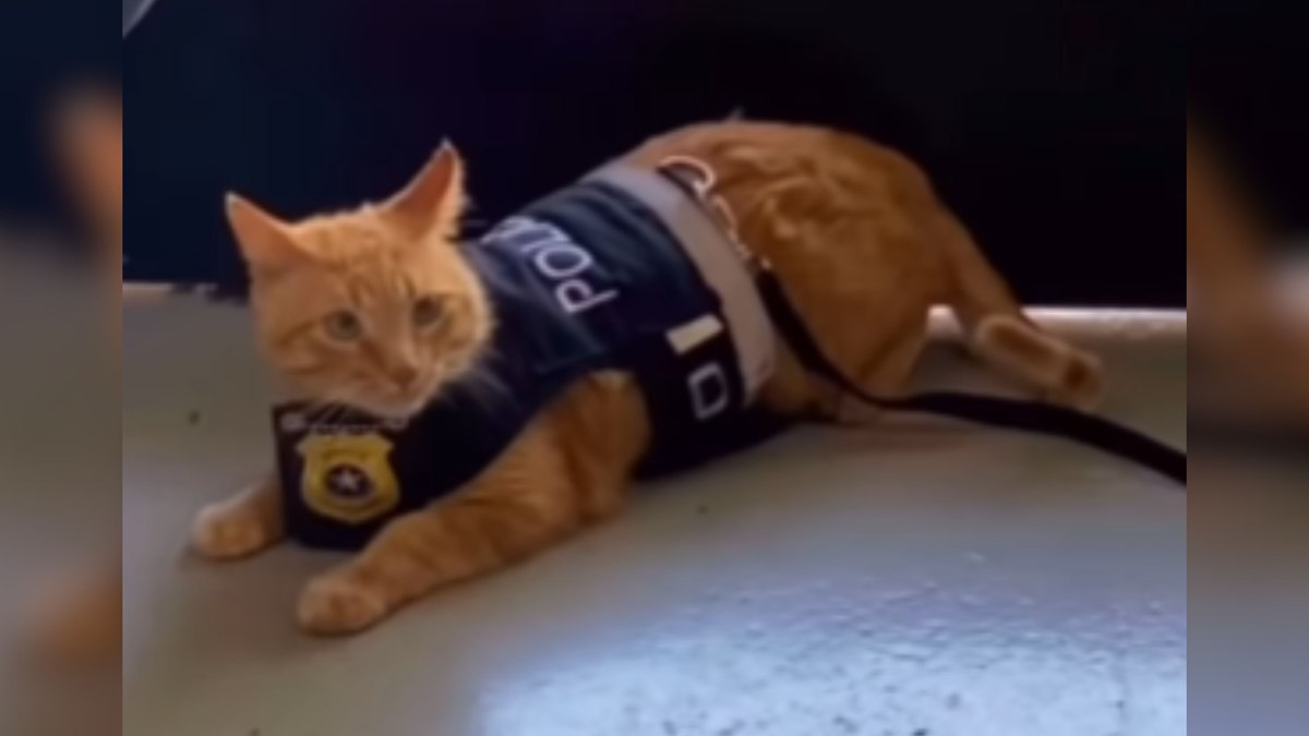 Gato 'Delegato' Conquista Corações e Humaniza Atendimento na Delegacia da Mulher