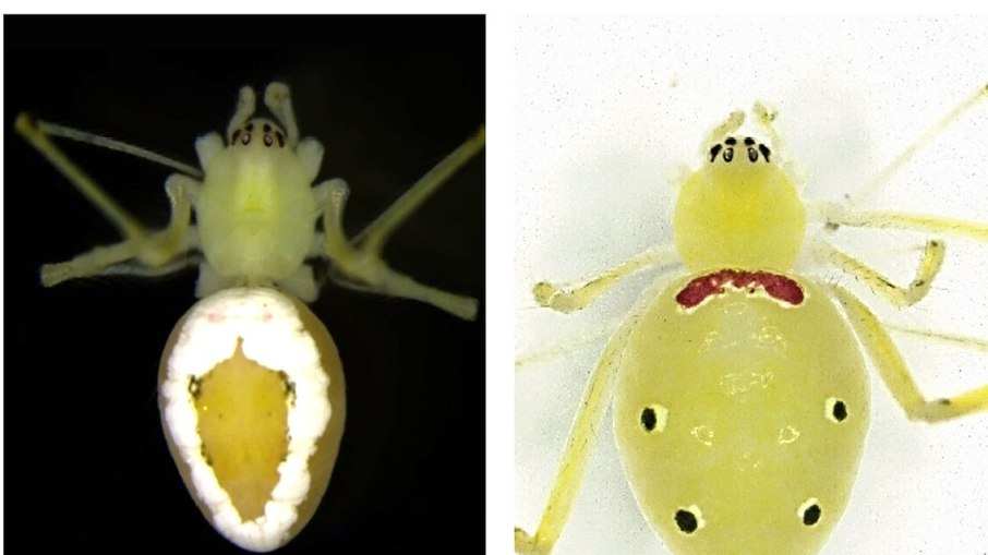 A aranha-da-cara-feliz-do-Himalaia (Theridion himalayana) foi descoberta em julho deste ano