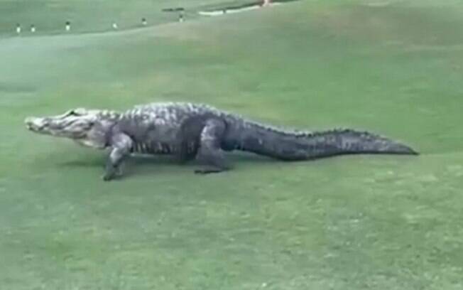 Crocodilo invade campo de golfe na Flórida e interrompe partida