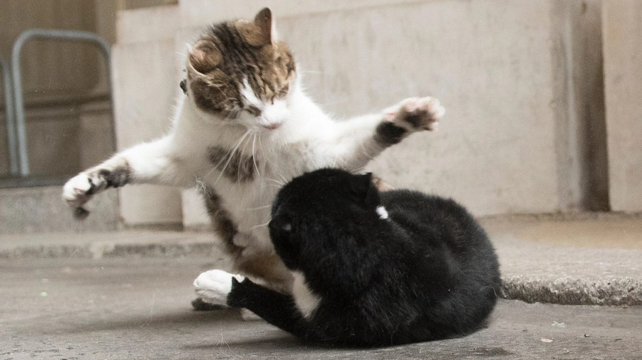 Larry durante um dos confrontos com Palmerston