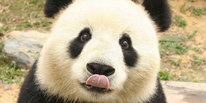 11 curiosidades sobre os pandas-gigantes