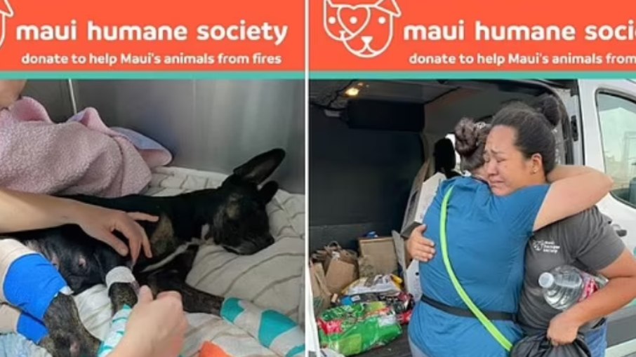 A ONG Maui Humane Society ajuda animais de estimação feridos nos incêndios florestais em Maui