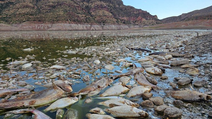 VÍDEO: lago no Arizona é fechado após morte dos peixes