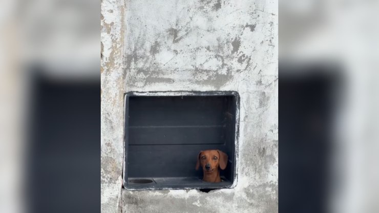 Cachorro salsicha usa "passagem secreta" para espiar a rua