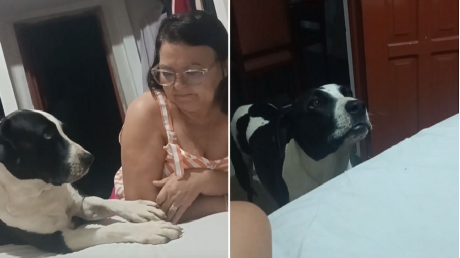 Cachorro tenta participar de conversa entre dona e mãe Cachorro tenta participar de conversa entre dona e mãe