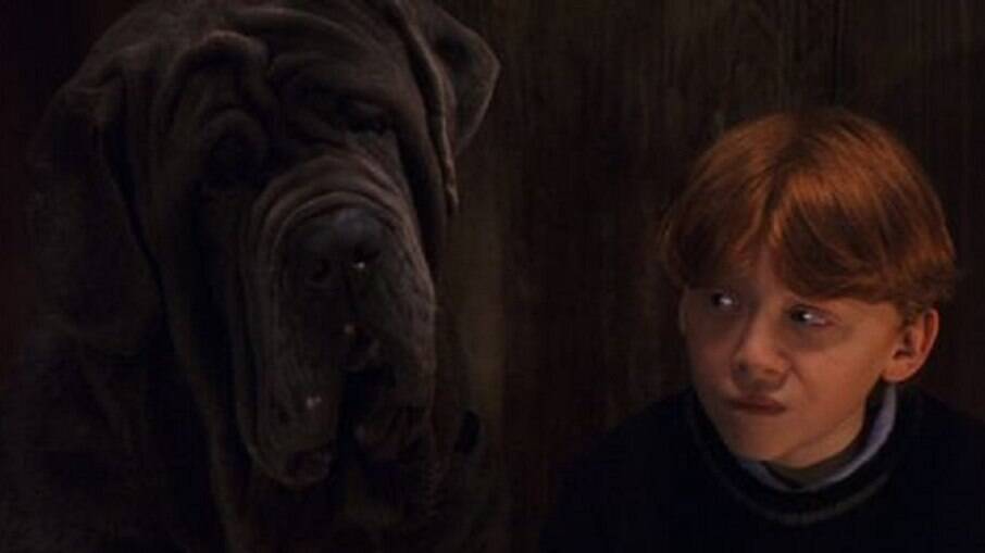 Canino ao lado de Ron Weasley, em cena do filme 