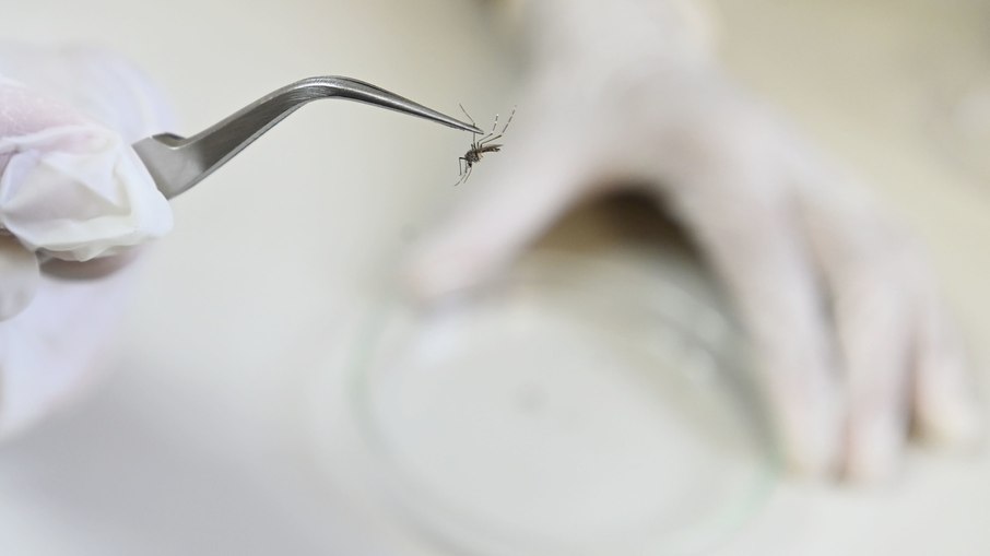 O mosquito Aedes aegypti é o transmissor da dengue O mosquito Aedes aegypti é o transmissor da dengue