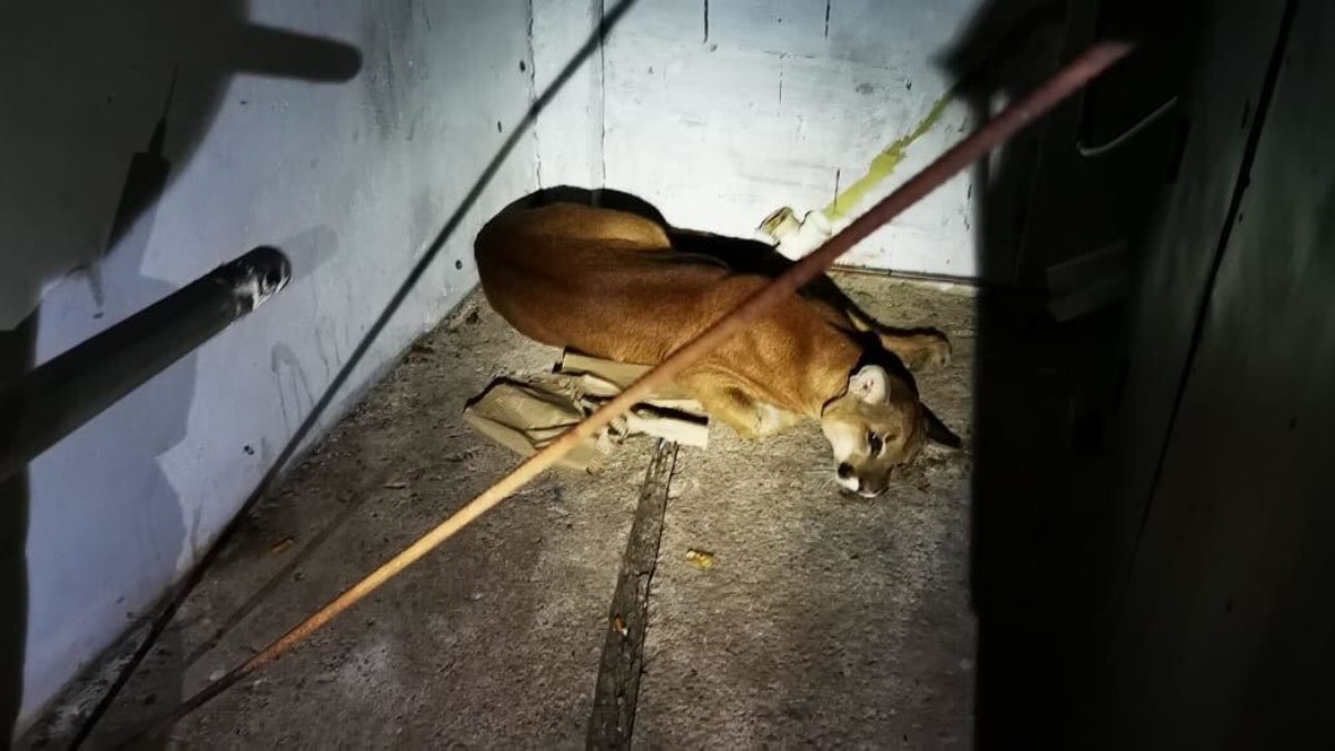 Onça-parda invade lava-rápido no interior de São Paulo