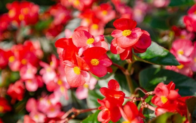 5 flores de inverno lindas para ter no jardim da sua casa