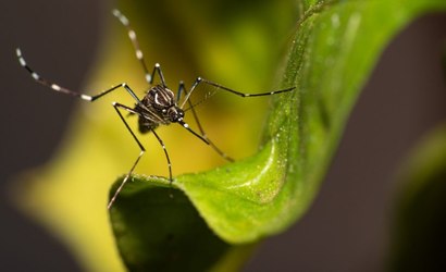 Desigualdade social colabora para aumento da dengue