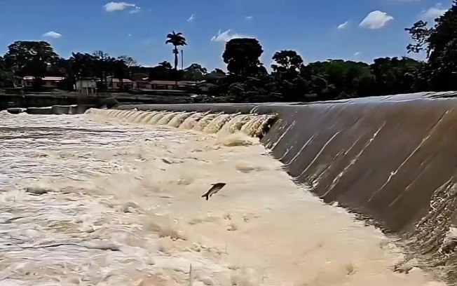 Espécies nadam contra a correnteza e pulam para alcançar as cabeceiras dos rios