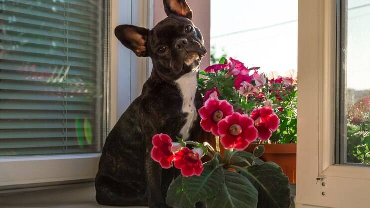 Como saber se a planta que decora a casa é venenosa para animais?