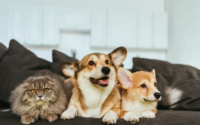 7 dicas para fortalecer a imunidade de cães e gatos