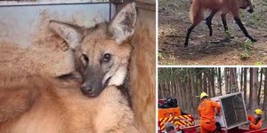 Lobo-guará ferido é resgatado por Bombeiros em fazenda de Jataí