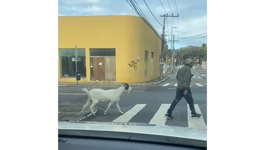 Bode é flagrado solto atravessando rua em Floorianópolis