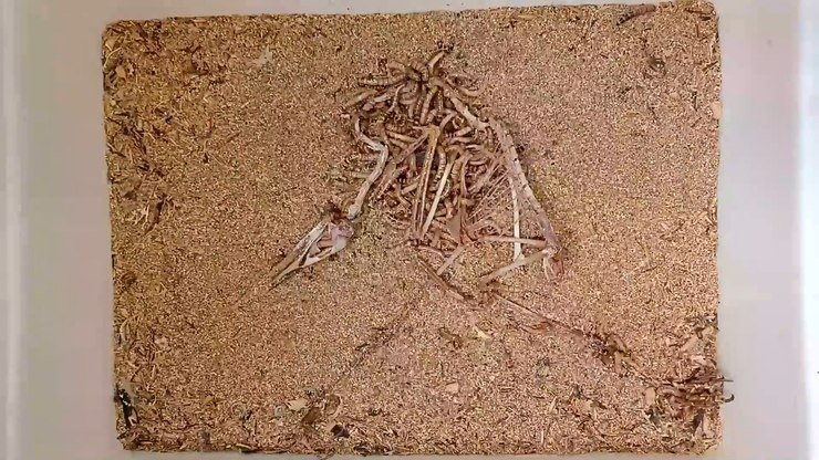 "Superverme" carnívoro limpa um esqueleto em poucas horas