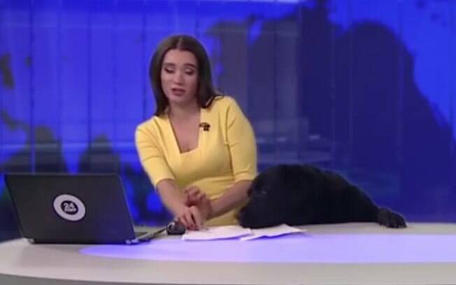 Cão fugitivo no momento em que invade estúdio de telejornal