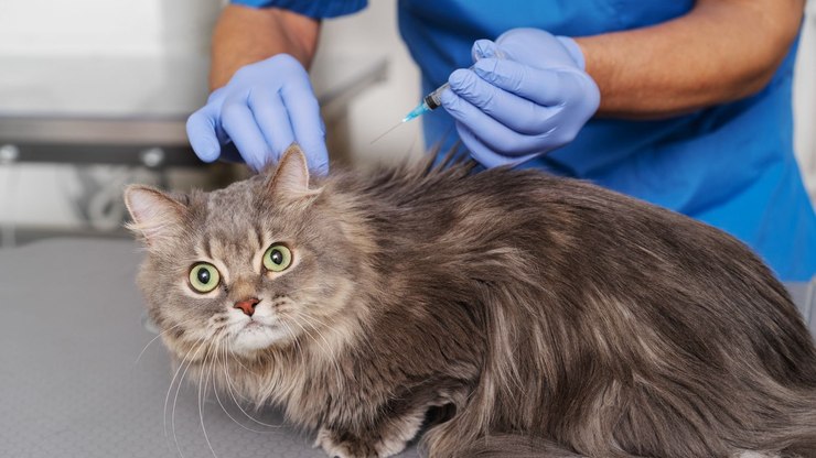 Julho Dourado reforça importância da vacinação em cães e gatos