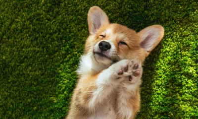 Golden, Lulu, Beagle e mais! Top 10 raças de cachorro mais fofas do mundo