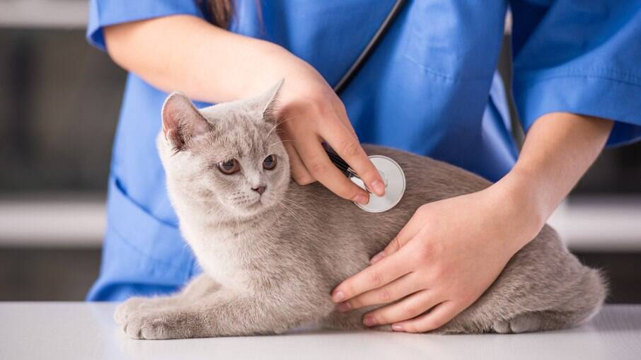Os gatos devem passar por consulta veterinário periódica para diagnóstico precoce da Doença Crônica Renal