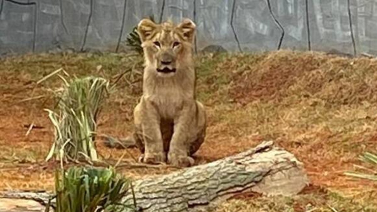 O Zoológico de Guarulhos fica na rua Dona Glória Pagnoncelli, 344, Jardim Rosa de França. Horário de funcionamento: das 9h às 17h. O Zoológico de Guarulhos fica na rua Dona Glória Pagnoncelli, 344, Jardim Rosa de França. Horário de funcionamento: das 9h às 17h.
