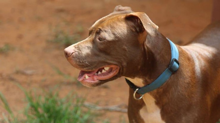 O que fazer ao ser atacado por um pitbull?